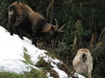 SX02754 Wild goats in snow at Glendalough.jpg